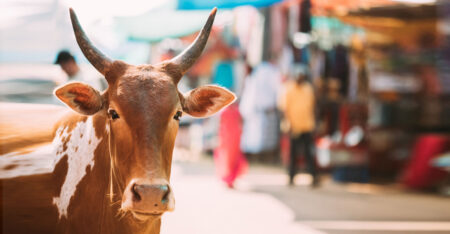 রাসুল (সা.) যেভাবে কোরবানি করতেন