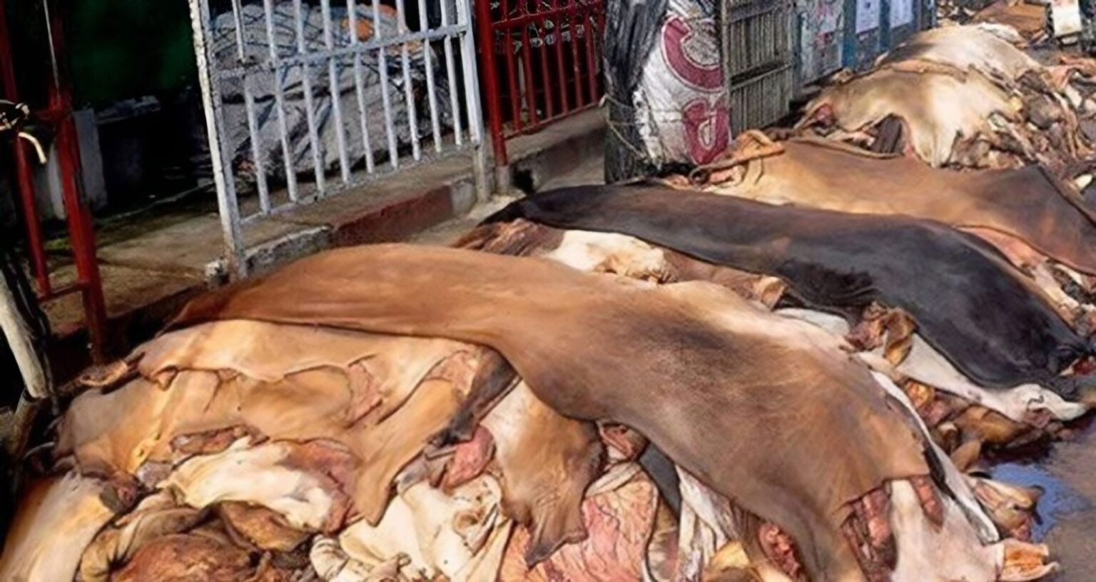 কোরবানির চামড়া কী করবেন? কোরবানির চামড়া কী করবেন?